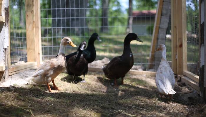 Ducks-In-run